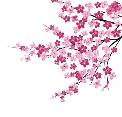 cherry blossom vector